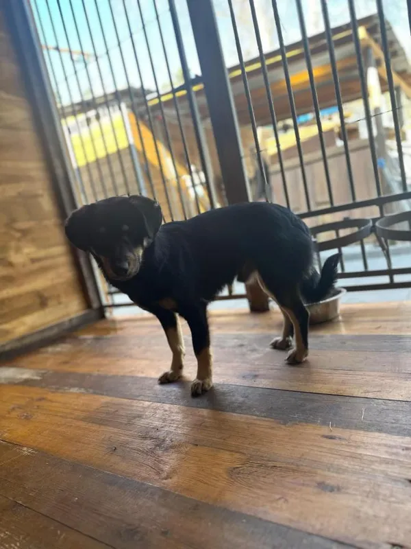 Pies do adopcji, Rytlów, 21 marca 2025