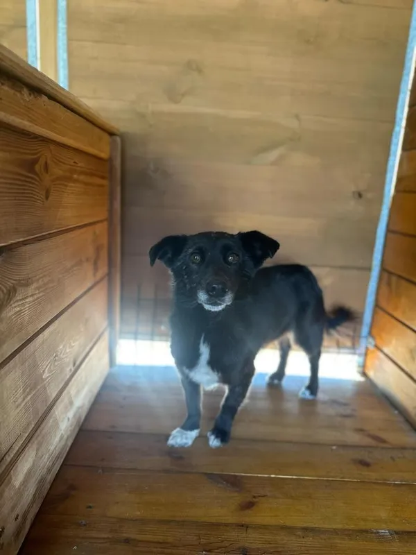 Pies do adopcji, Rytlów, 21 marca 2025