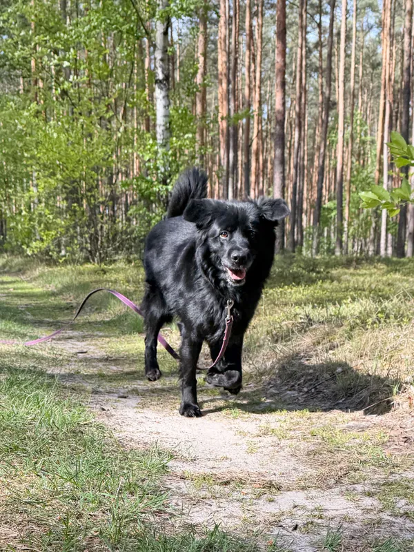 Pies do adopcji, Włocławek, 21 marca 2025 (3/5)