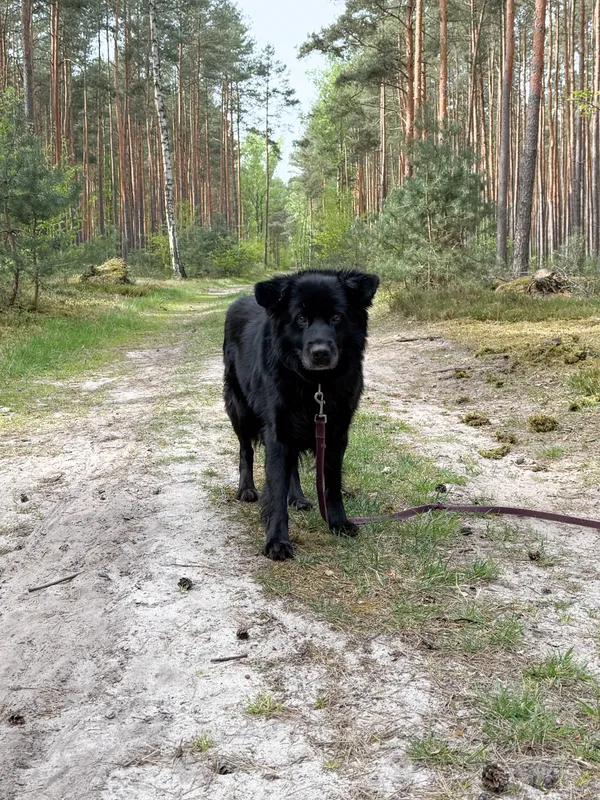 Pies do adopcji, Włocławek, 21 marca 2025 (5/5)