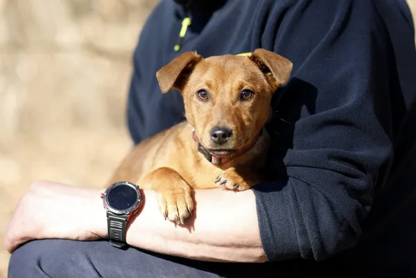 Pies do adopcji, Elbląg, 21 marca 2025 (3/4)