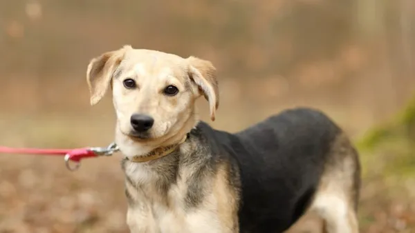 Pies do adopcji, Elbląg, 21 marca 2025 (1/5)