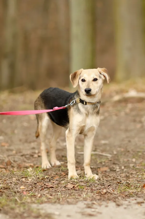 Pies do adopcji, Elbląg, 21 marca 2025 (4/5)