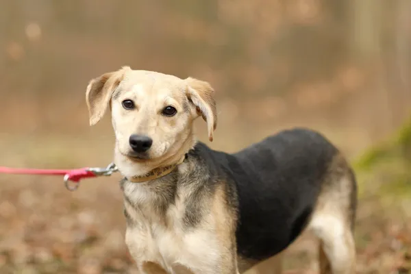 Pies do adopcji, Elbląg, 21 marca 2025 (5/5)