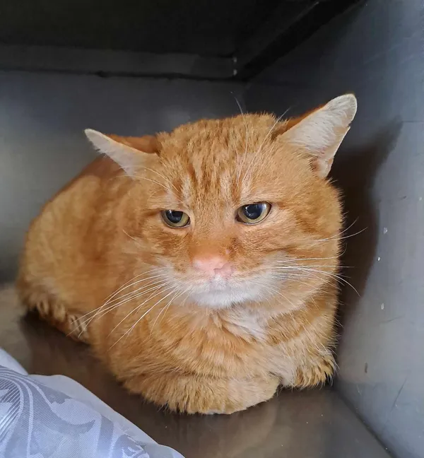 Znaleziono kota, Olsztyn, 19 marca 2025