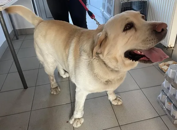 Znaleziono psa, Lublin, 20 marca 2025