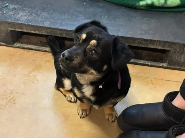 Znaleziono psa, Lublin, 21 marca 2025