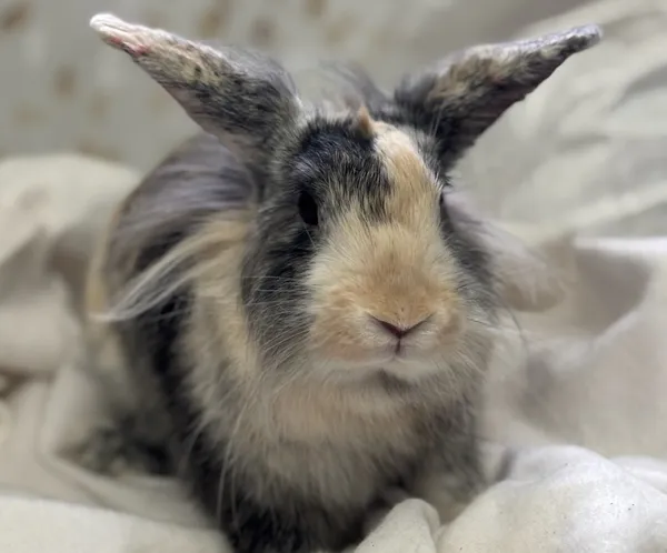 Znaleziono zwierzę, Lublin, 13 marca 2025