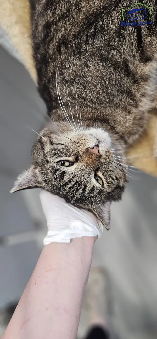 Kot do adopcji, Szczecin, 18 października 2024 (2/3)