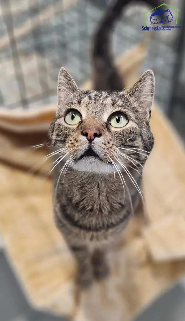 Kot do adopcji, Szczecin, 18 października 2024 (3/3)