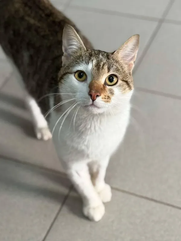 Znaleziono kota, Lublin, 19 marca 2025