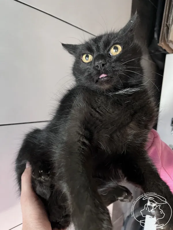 Znaleziono kota, Chełmek, 20 marca 2025