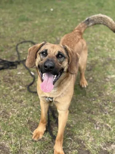 Pies do adopcji, Kraków, 7 marca 2025 (1/5)