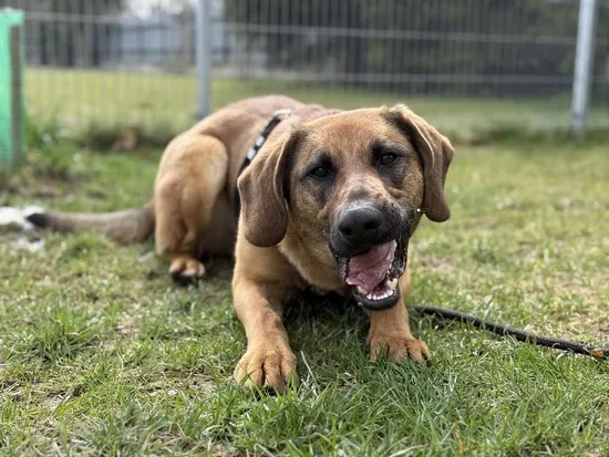 Pies do adopcji, Kraków, 7 marca 2025 (2/5)