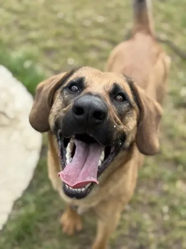 Pies do adopcji, Kraków, 7 marca 2025 (3/5)