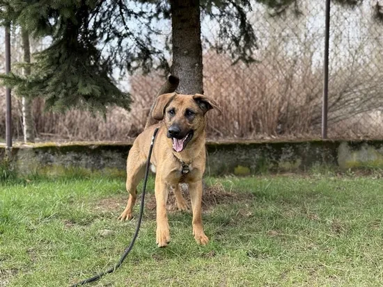 Pies do adopcji, Kraków, 7 marca 2025 (4/5)