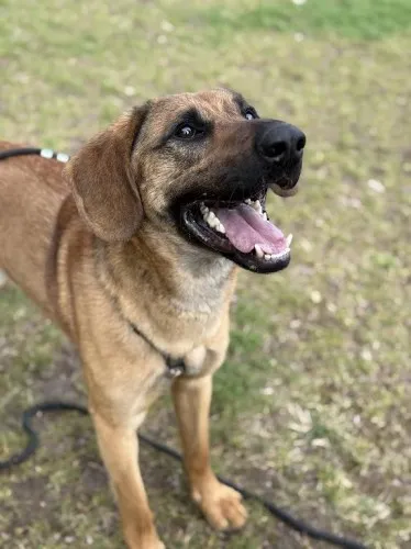 Pies do adopcji, Kraków, 7 marca 2025 (5/5)