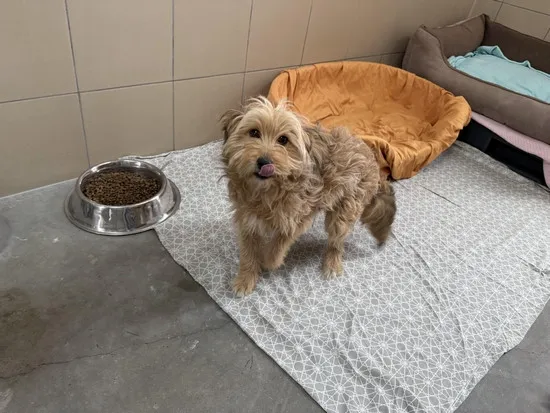 Pies do adopcji, Kraków, 7 marca 2025