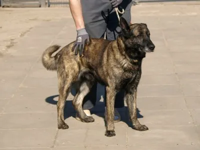 Pies do adopcji, Pabianice, 10 marca 2025 (2/5)