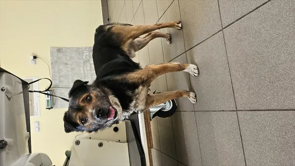 Pies do adopcji, Choszczno, 27 lipca 2025