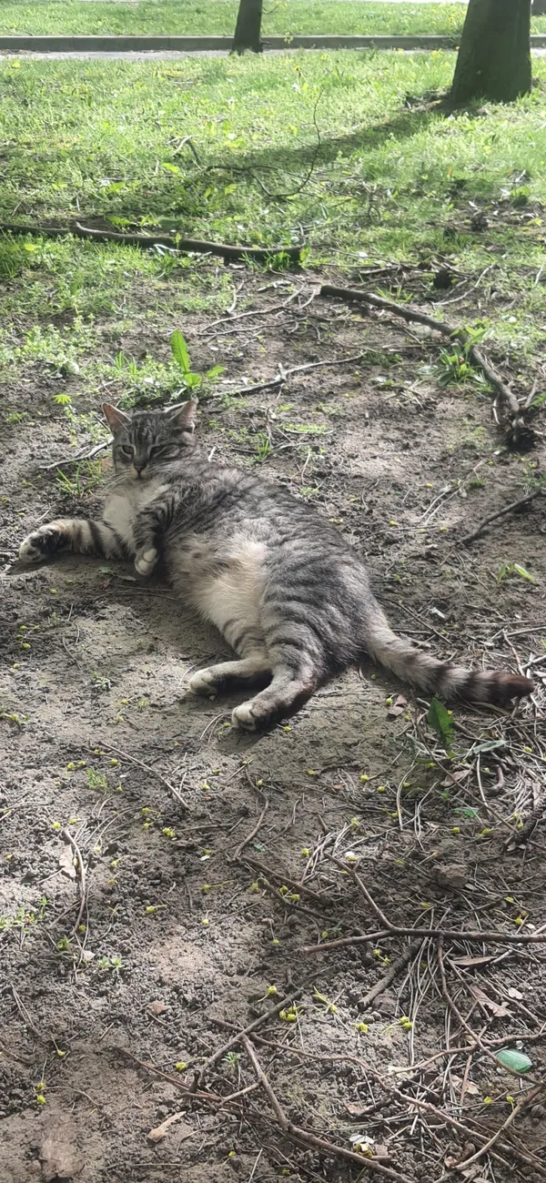 Zaginął kot, Łódź, 22 marca 2025