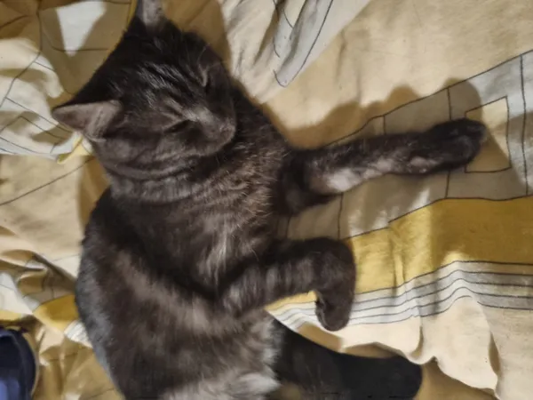 Zaginął kot, Łódź, 22 marca 2025