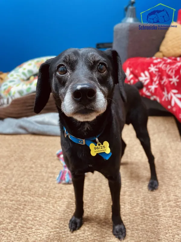 Znaleziono psa, Szczecin, 22 marca 2025 (1/4)
