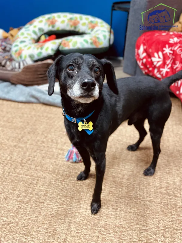 Znaleziono psa, Szczecin, 22 marca 2025 (2/4)