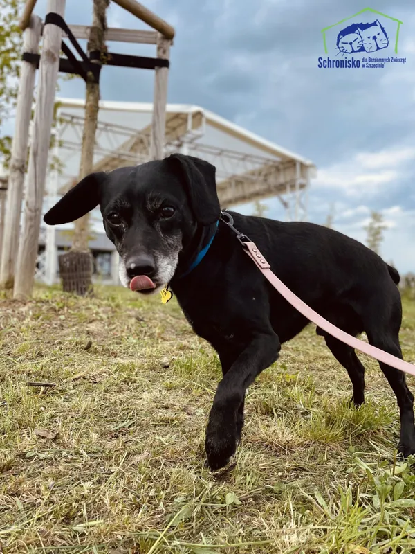 Znaleziono psa, Szczecin, 22 marca 2025 (4/4)