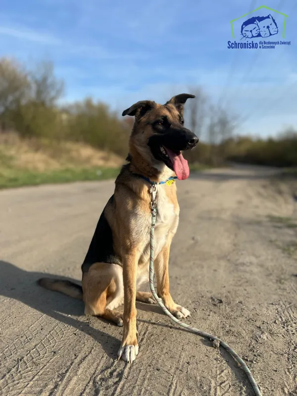 Znaleziono psa, Szczecin, 21 marca 2025 (2/4)