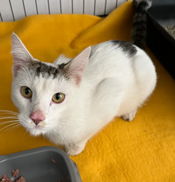 Znaleziono kota, Dobra, 22 marca 2025