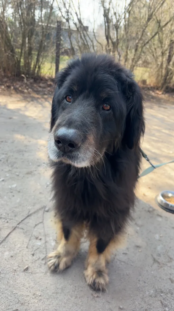 Znaleziono psa, Łódź, 22 marca 2025