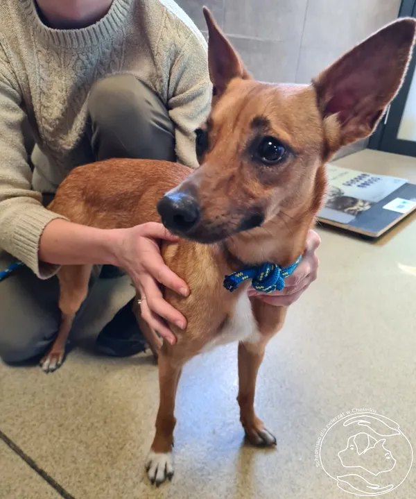 Znaleziono psa, Chełmek, 22 marca 2025