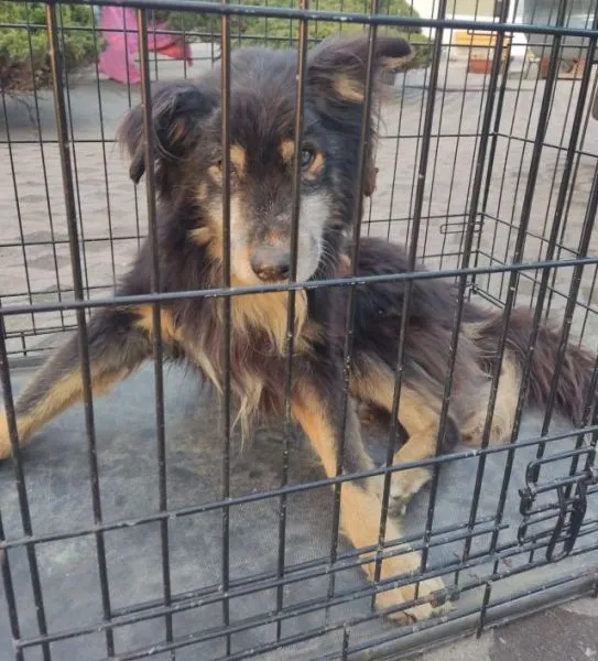 Znaleziono psa, Radom, 21 marca 2025