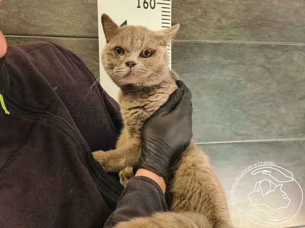Znaleziono kota, Chełmek, 22 marca 2025