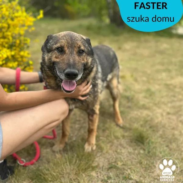 Pies do adopcji, Dąbrówka, 3 czerwca 2023 (1/3)