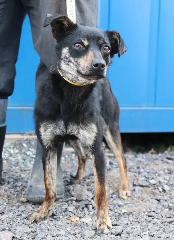 Znaleziono psa, Łódź, 21 marca 2025 (1/3)