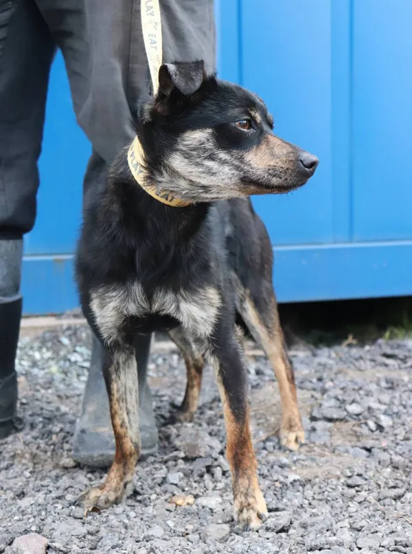 Znaleziono psa, Łódź, 21 marca 2025 (2/3)