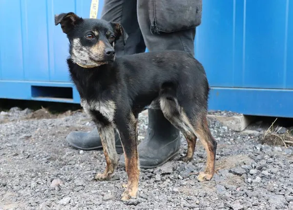 Znaleziono psa, Łódź, 21 marca 2025 (3/3)