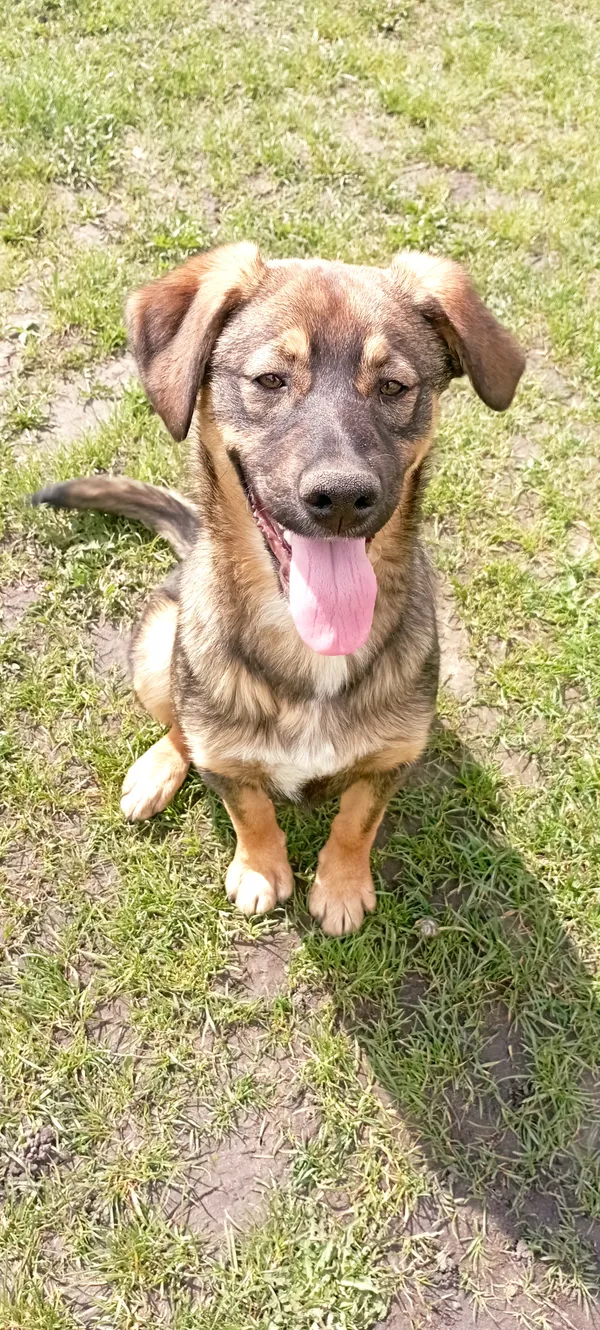 Zaginął pies, Sady-Kolonia, 23 marca 2025 (2/3)