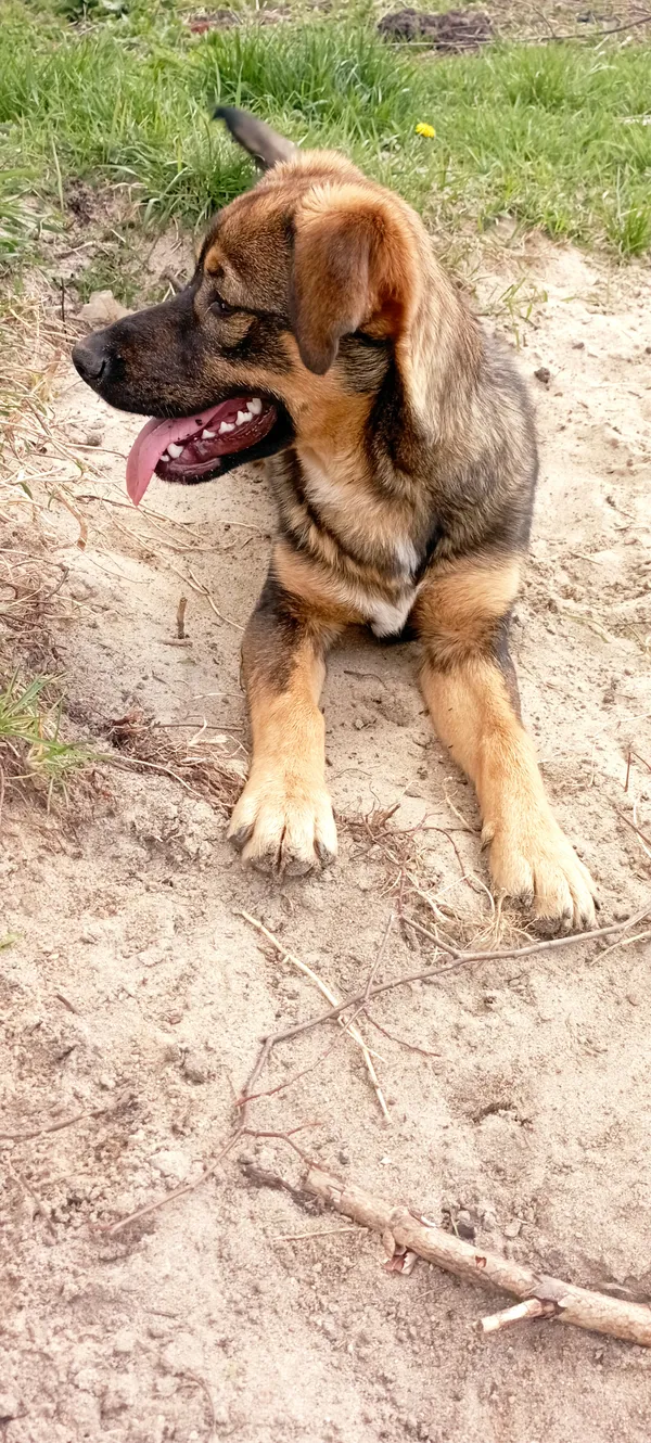 Zaginął pies, Sady-Kolonia, 23 marca 2025 (3/3)