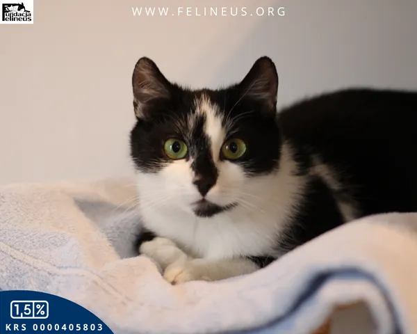 Kot do adopcji, Kielnarowa, 23 marca 2025 (2/6)