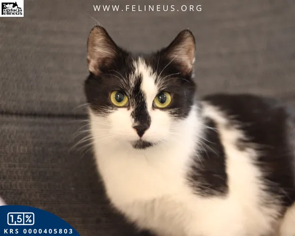 Kot do adopcji, Kielnarowa, 23 marca 2025 (4/6)