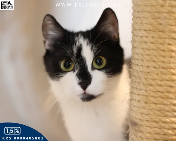Kot do adopcji, Kielnarowa, 23 marca 2025 (6/6)