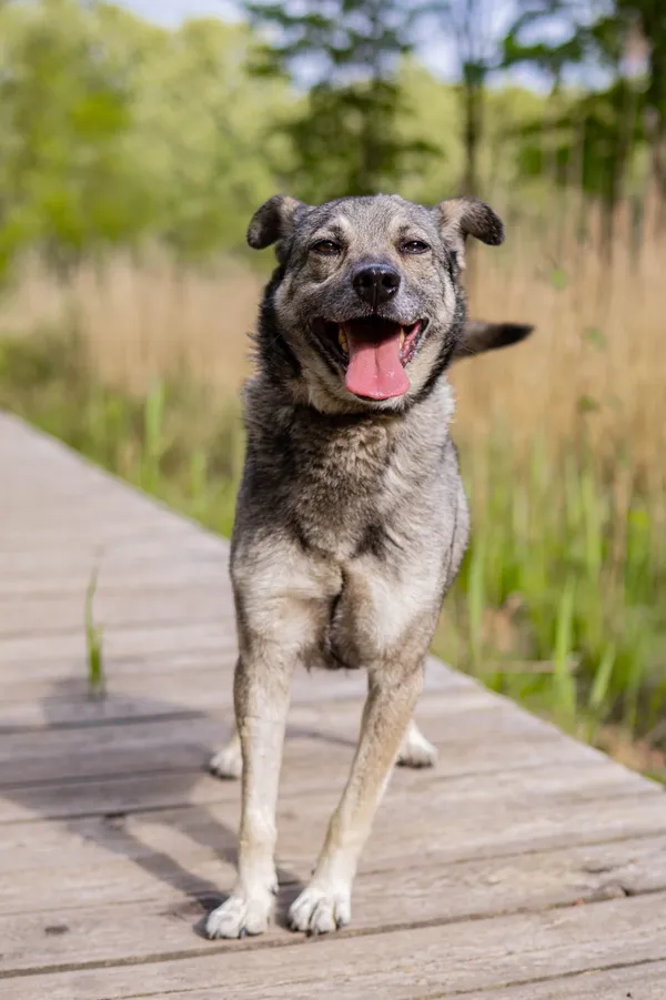Znaleziono psa, Sosnowiec, 22 marca 2025 (1/5)