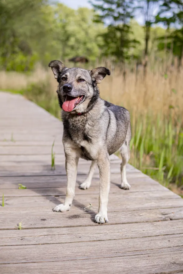 Znaleziono psa, Sosnowiec, 22 marca 2025 (4/5)