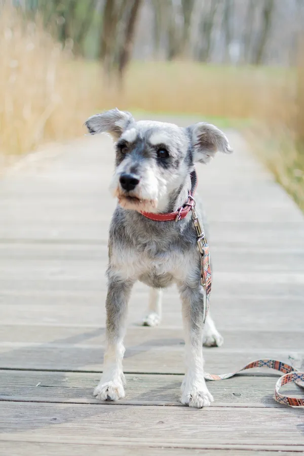 Znaleziono psa, Sosnowiec, 22 marca 2025 (3/5)