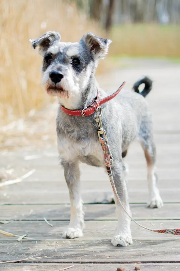 Znaleziono psa, Sosnowiec, 22 marca 2025 (5/5)