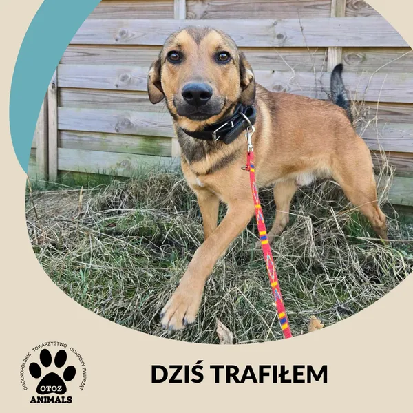 Znaleziono psa, Dąbrówka, 20 marca 2025