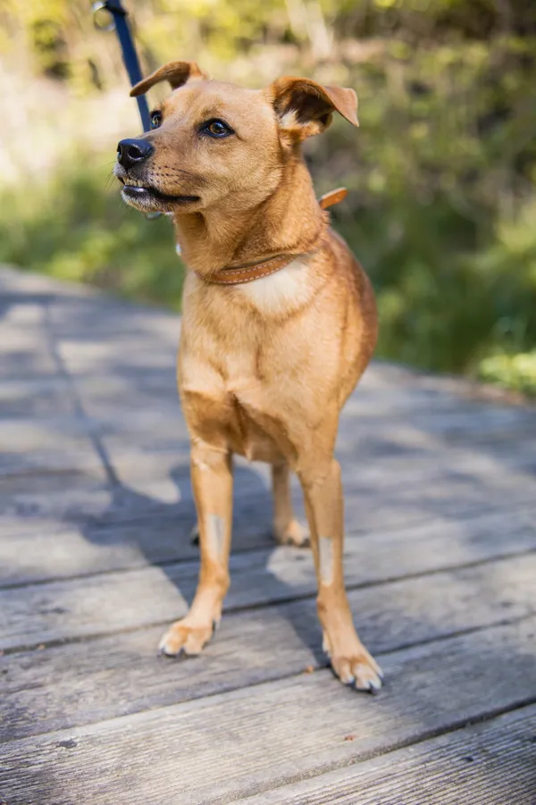 Znaleziono psa, Sosnowiec, 21 marca 2025 (1/5)